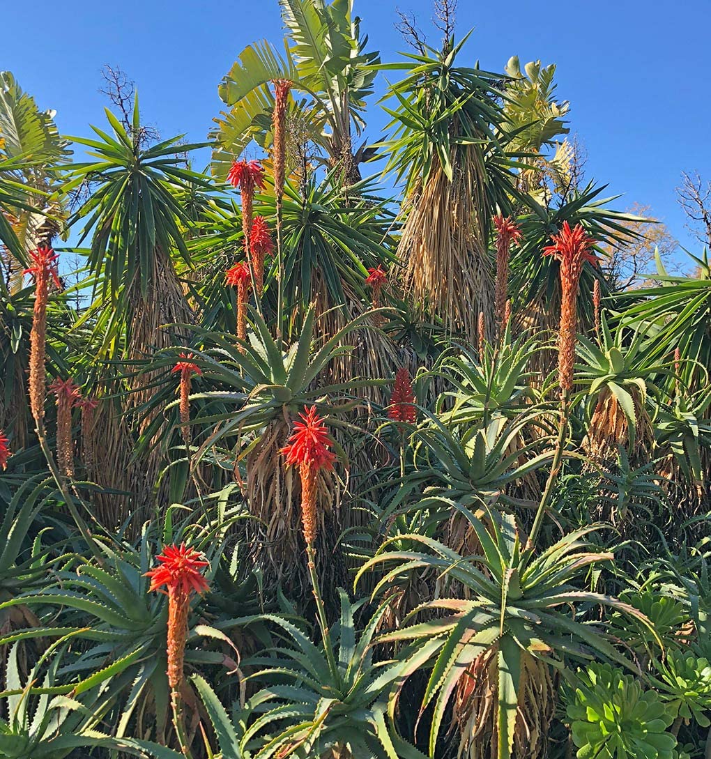 Aloe Arborescens