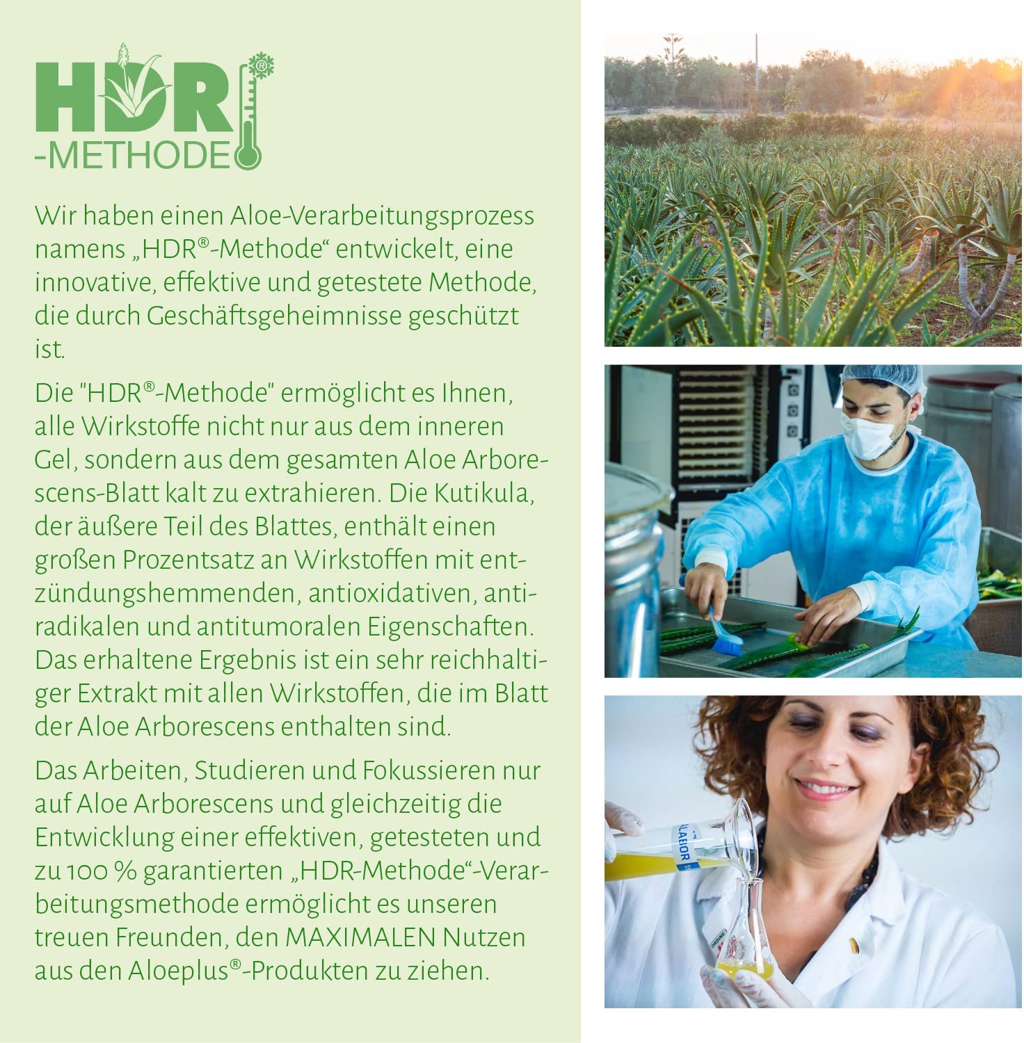 Aloe Arborescens Kapseln