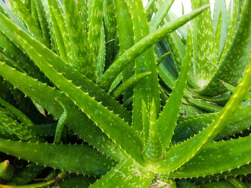 Aloe Vera Pflanze. Kraft der Erde