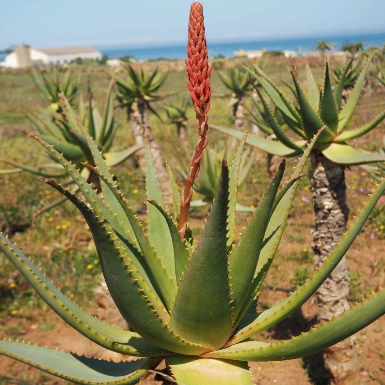 Aloe Arborescens. Kraft der Natur.
